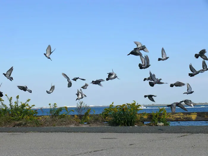 Camp Gateway Brooklyn Tamarak and Goldenrod 3