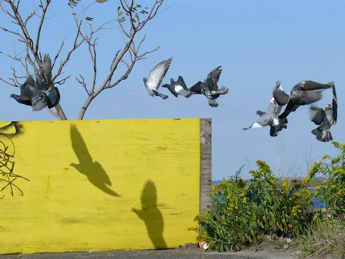 Camp Gateway Brooklyn Tamarak and Goldenrod 0