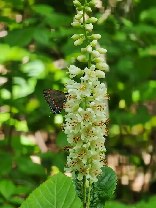 Family Camping Area 5