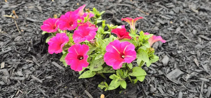 Oakdale Manufactured Home Community 4