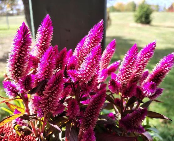 Pickell Mountain Park