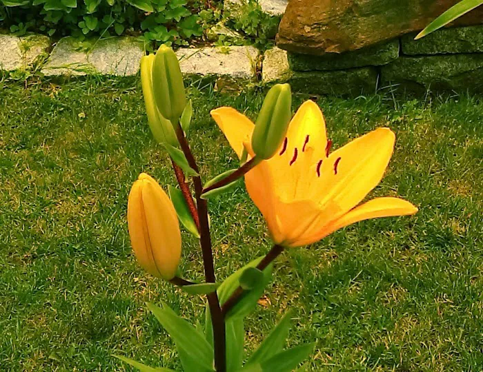 Land O Pines Mobile Home Park 1