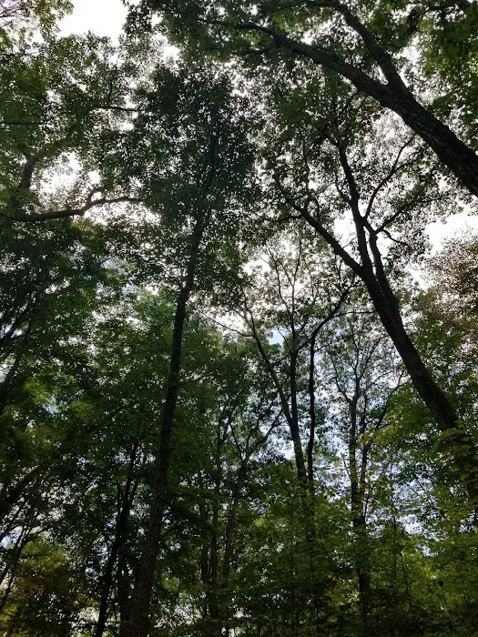 Jenny Jump State Forest Campground 7