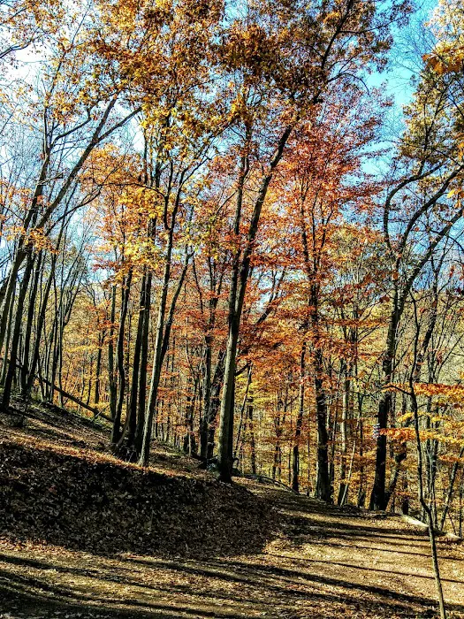 Dogwood Haven Family Campground 5