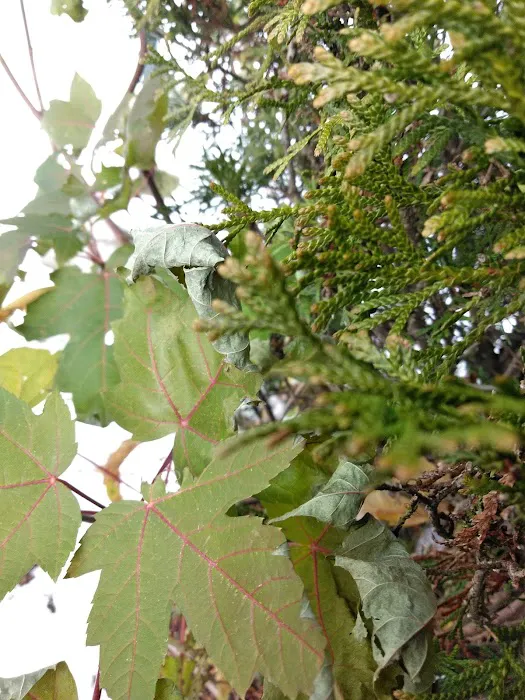 Spring Valley Village Manufactured Home Community 6