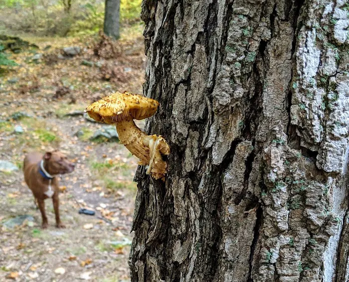 Dutch Doctor Shelter 4