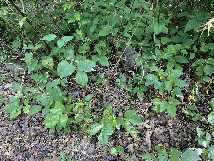 Sawmill Lake Campground 5