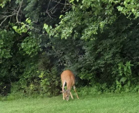 Millers Edgewood Mhp