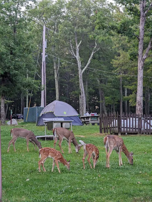 Beaver Pond Campground 5