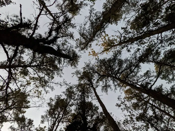 Brendan T Byrne State Forest Campground 6