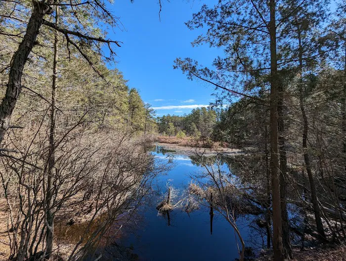 Brendan T Byrne State Forest Campground 3