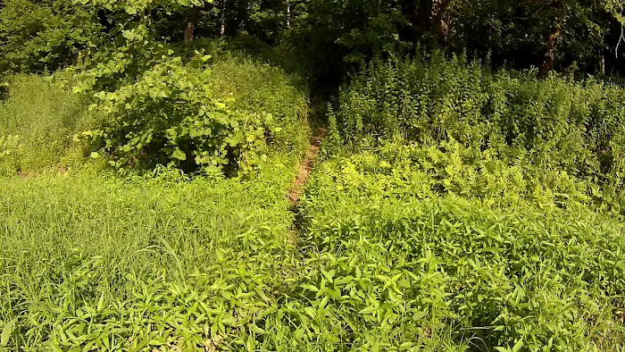 National Park Service - Delaware River - Ratcliffs - Campsites # 52-54 7