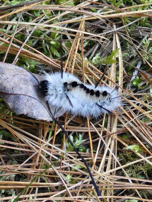 Delaware State Forest campsite #E014 2