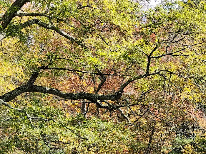 Delaware State Forest campsite #E014 3