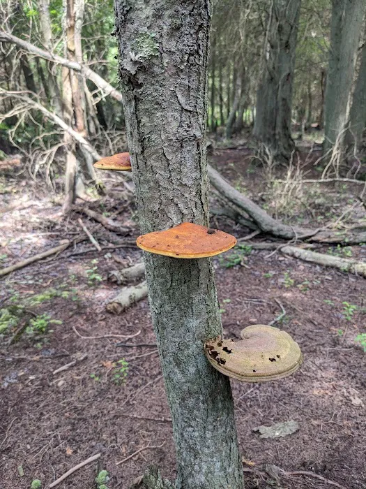 Hawkins Bridge Campground 5