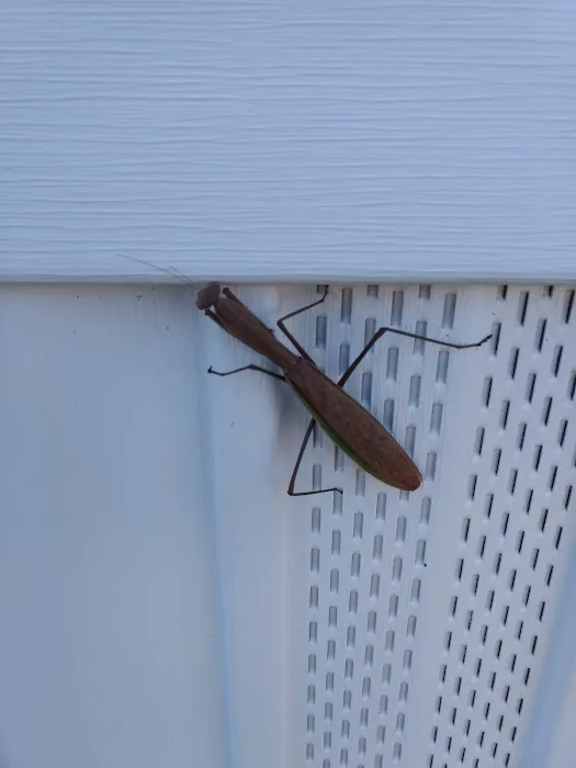 Pine Crest Village 5