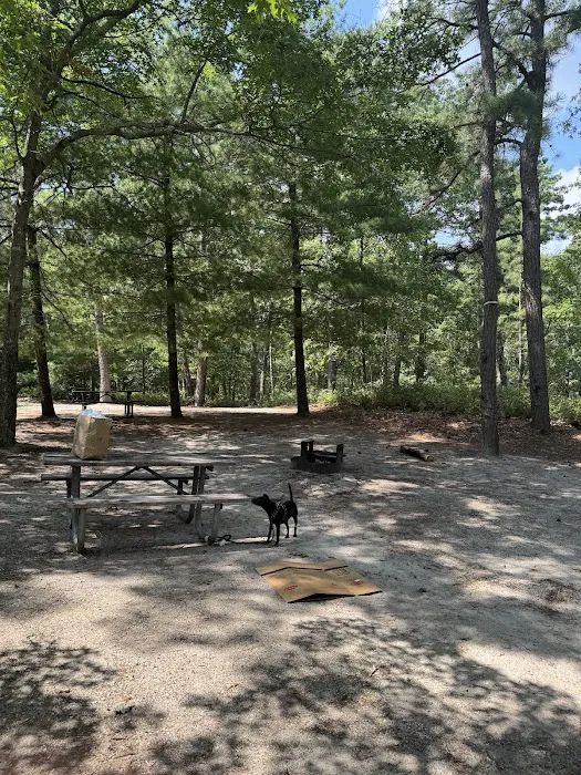 South Campground at Bass River State Forest 8