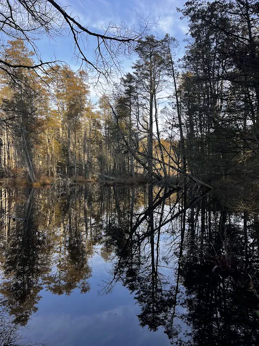 South Campground at Bass River State Forest 2