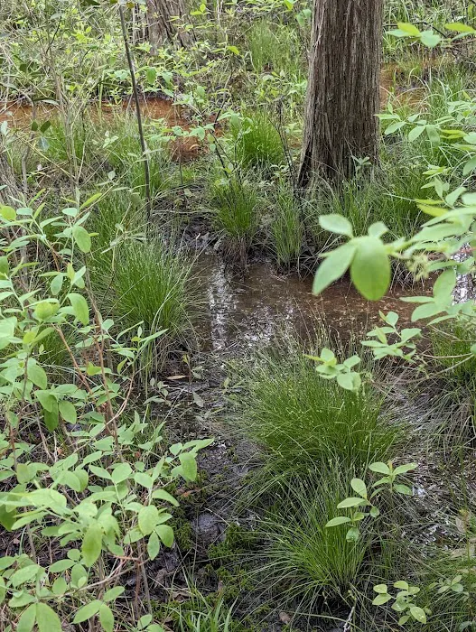 South Campground at Bass River State Forest 5