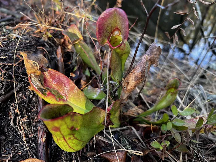 South Campground at Bass River State Forest 1