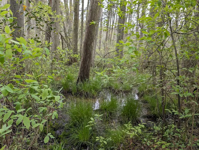 South Campground at Bass River State Forest 6