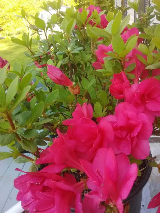 Walter's Mobile Home Village 9