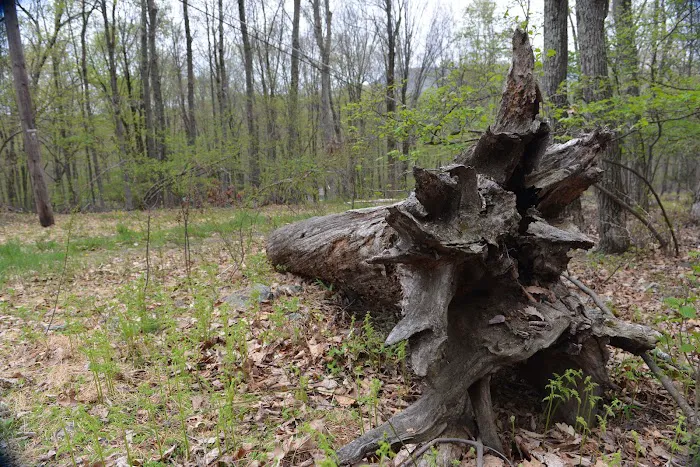 Thousand Trails Scotrun 4