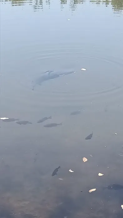 Chestnut Lake Campground 3