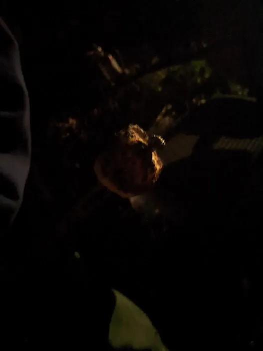 Delmont Scout Reservation 0