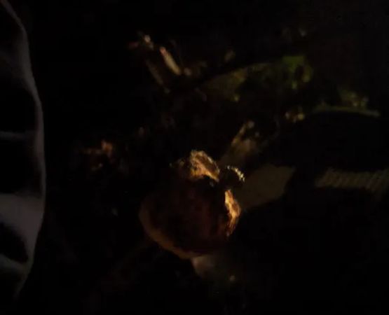 Delmont Scout Reservation