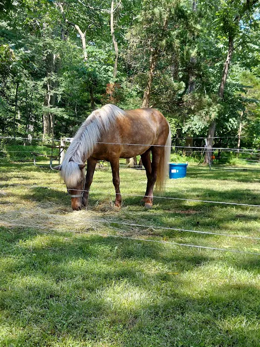 Marino Equestrian Campground 9