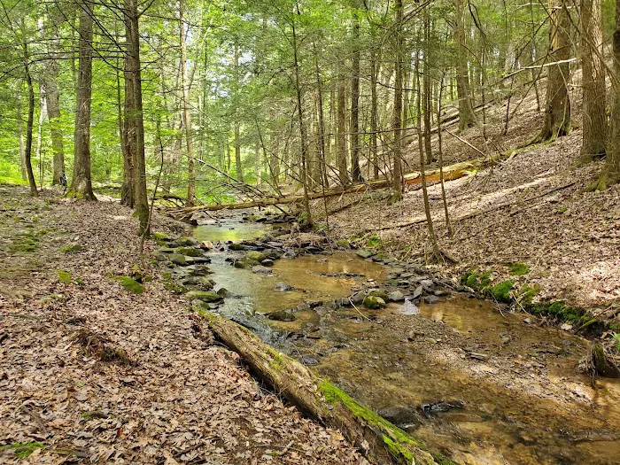 The Woods Camping Resort 7