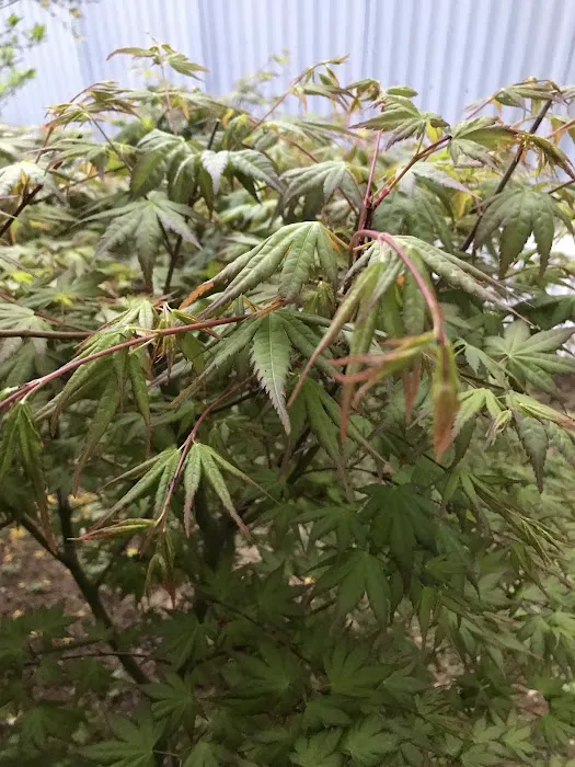 Nis Hollow Estates 0