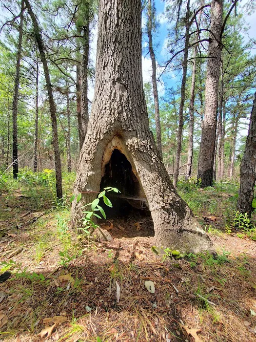 Goshen Pond Camping Area 6