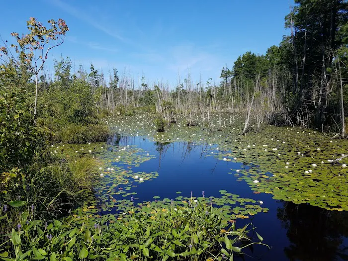 Goshen Pond Camping Area 2