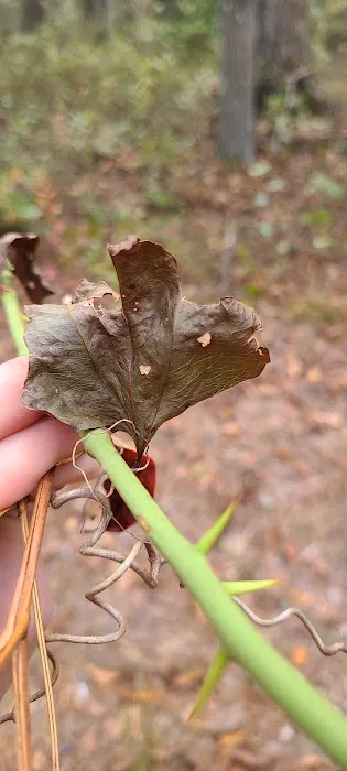 Buttonwood Hill Campsite 4