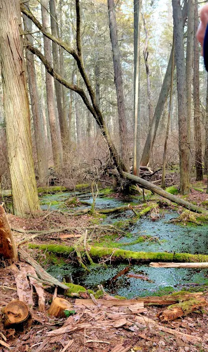 Buttonwood Hill Campsite 5