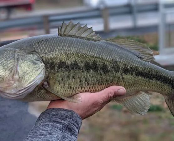 Newton Creek Mobile Home Park