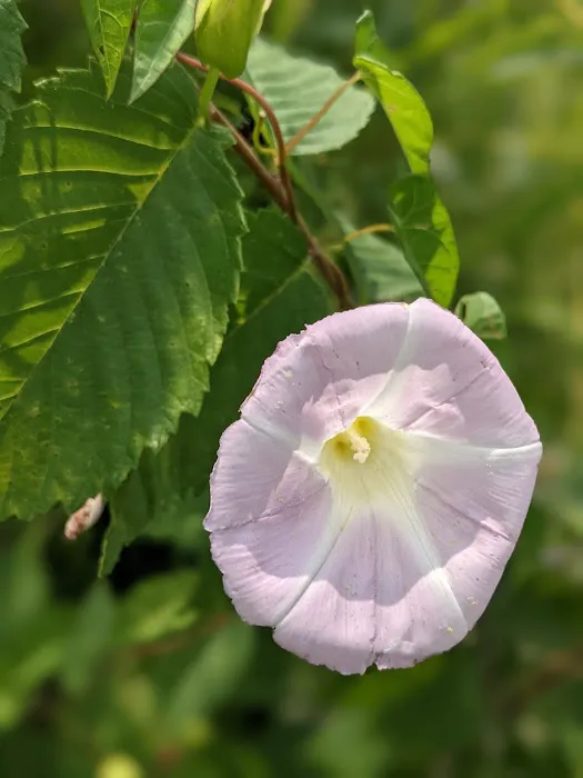 Newton Creek Mobile Home Park 2