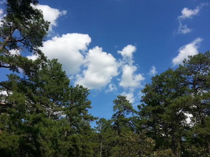 Bodine Field Campground 6