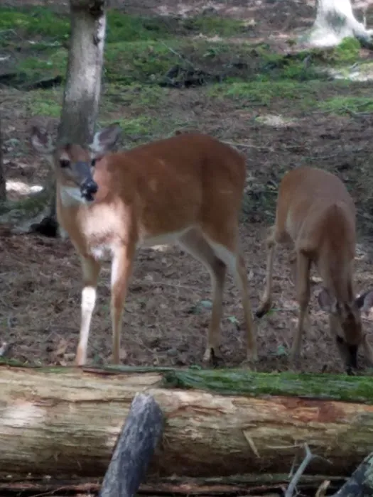 Chips Folly Family Campground 7