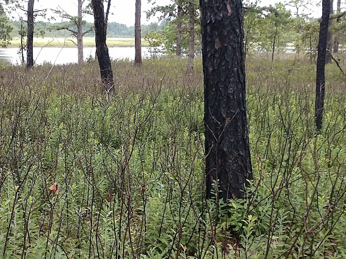 Chips Folly Family Campground 2