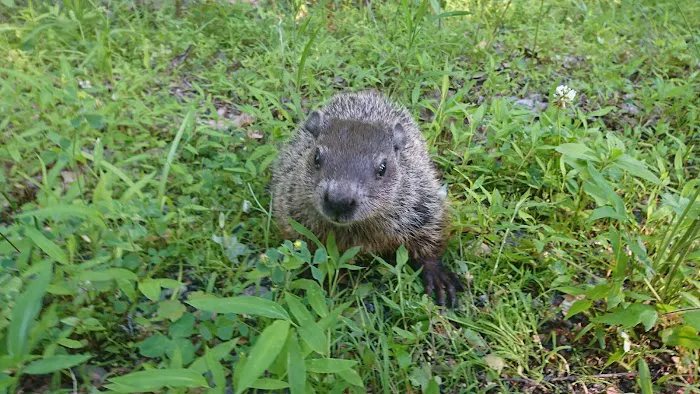 Blue Sky Homes LLC 1