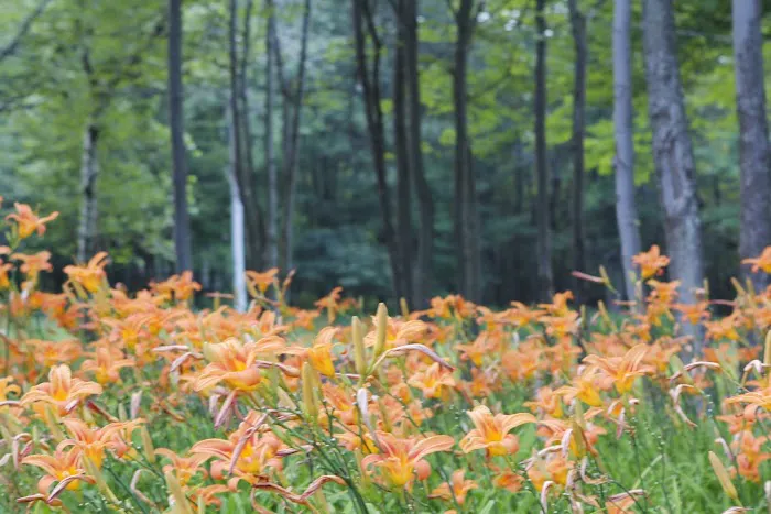 Peaceful Woodlands Family Campground 9