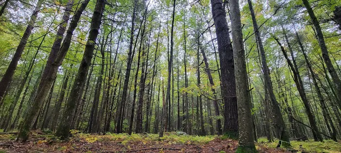 White Deer Campsite 5