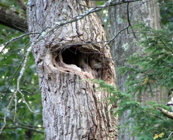 Fahnestock State Park Campground