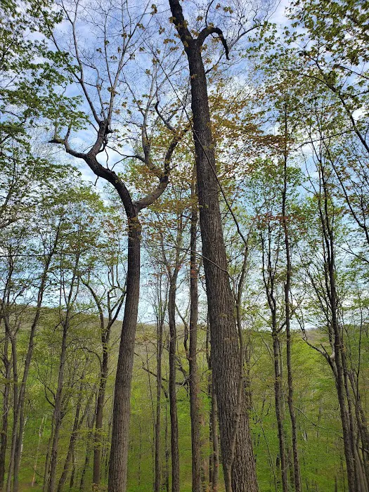 Fahnestock State Park Campground 7