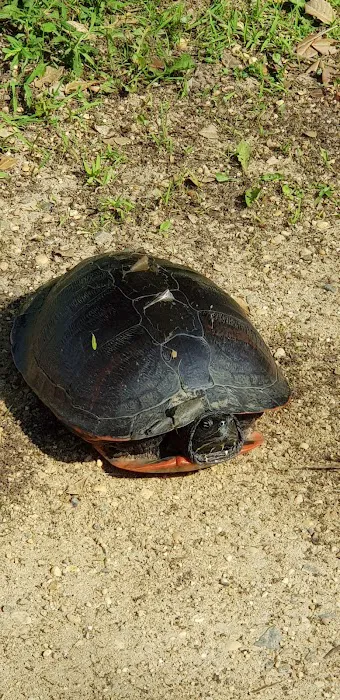 Holly Green Camping Grounds 3