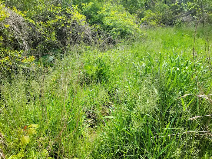 Oldman's Creek Campground 7