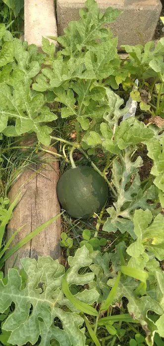 Sittler's Mobile Homes 3